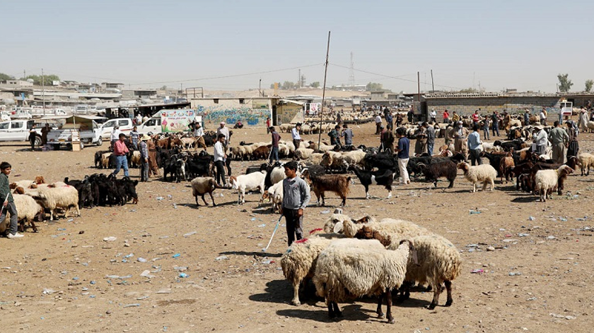 دوو مانگ مۆڵەت دەدرێتە کاسبکارانی مەیدانی ئاژەڵانی سلێمانی