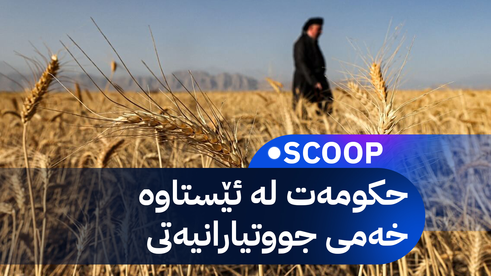 شاندێکی هەرێمی کوردستان بۆ پرسی گەنم دەچێتە بەغدا