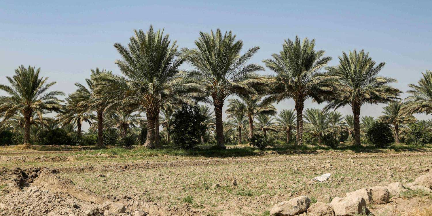 لە عێراق پێنج ملیۆن نەمام بۆ بەرەنگاربوونەوەی زریانی خۆڵ دەچێنرێت