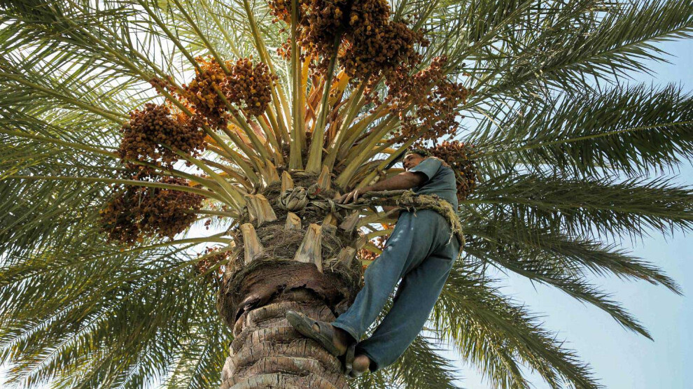 عێراق دوو ملیۆن دارخورما لە ناوچە بیابانییەکان دەچێنێت