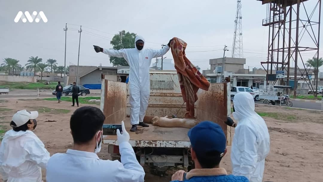 لیژنەی لەنێوبردنی سەگە بێلانەکان لە خورماتوو لە کاتی کارکردن