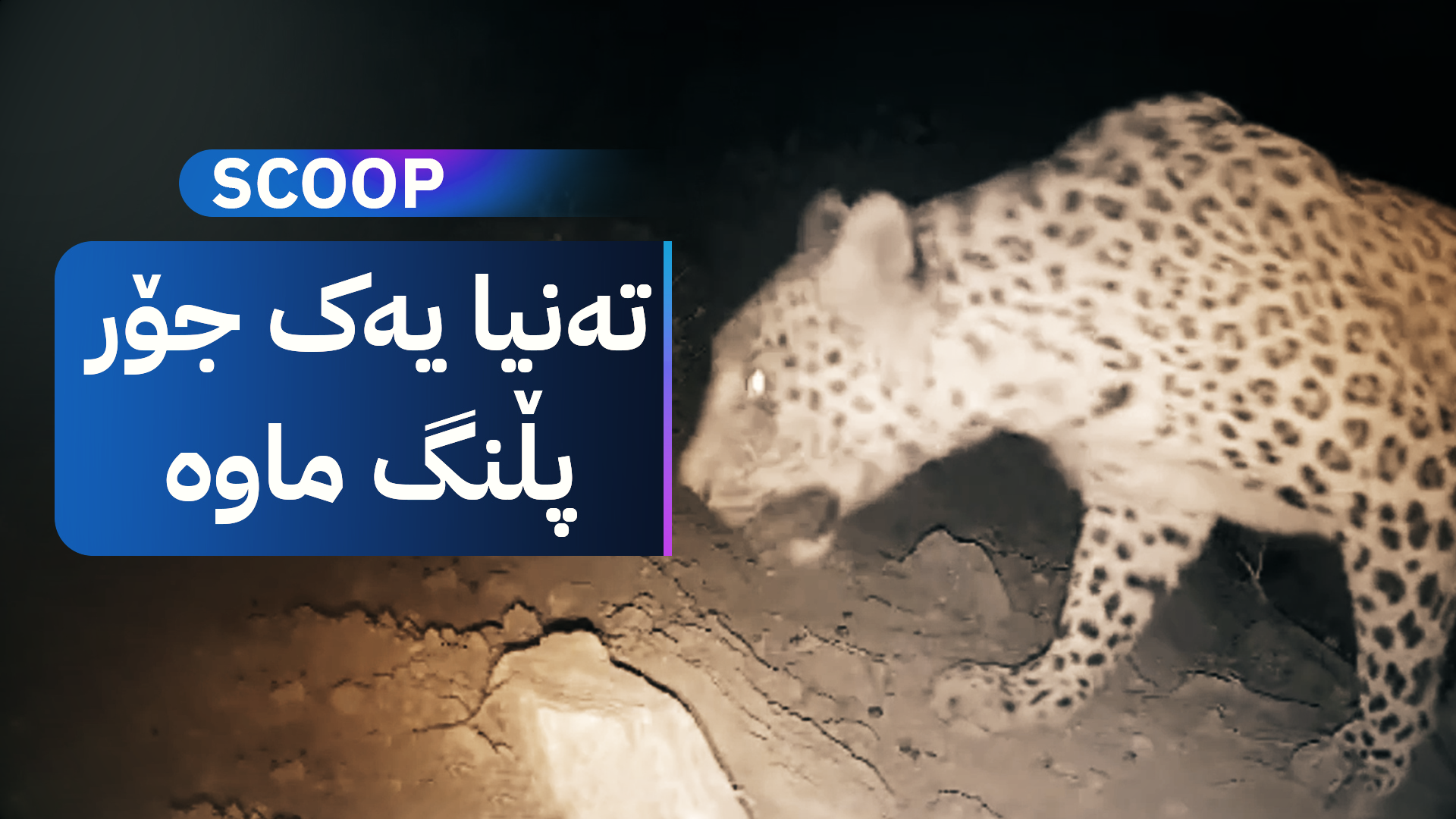 لە کوردستان پڵنگ مەترسیی لەناوچوونی لەسەرە