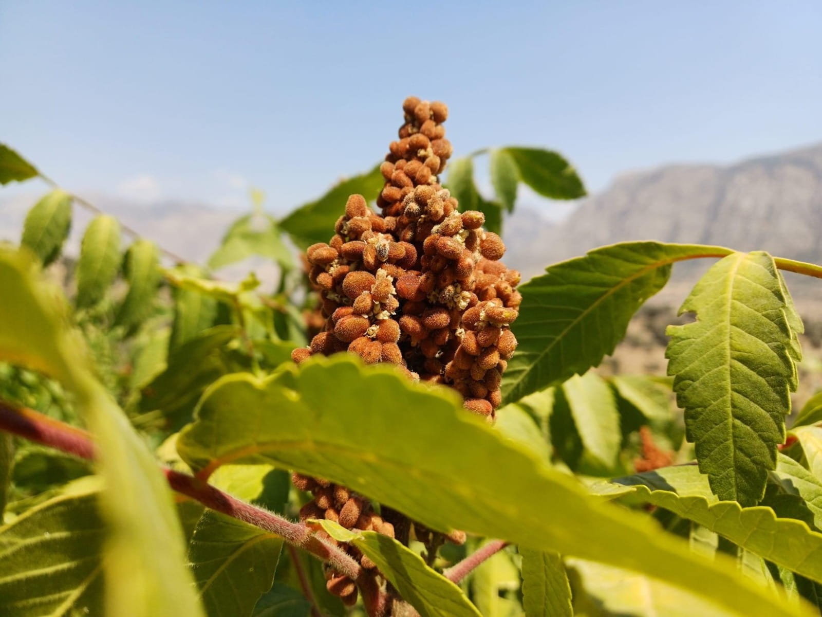 هەرێمی کوردستان 100 تۆن سماق هەناردەی سووریا دەکات