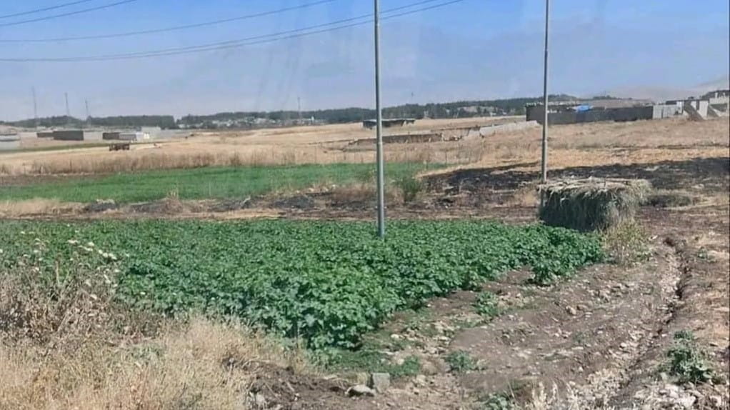 ئەو زەویانەی سەوزەیان بە پاشەڕۆی زێراب ئاو دەدا تێکدران