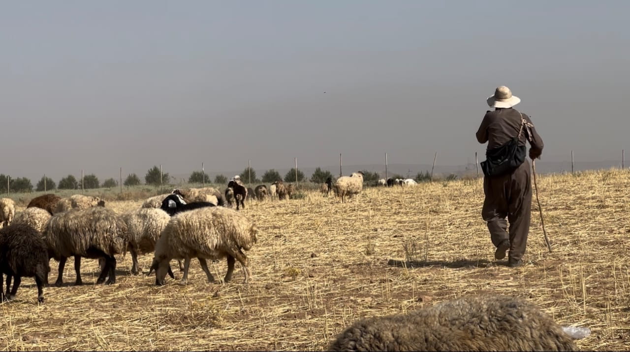 کەمی باران نرخی ئالیکی ئاژەڵی لە بازاڕدا گران کردووە