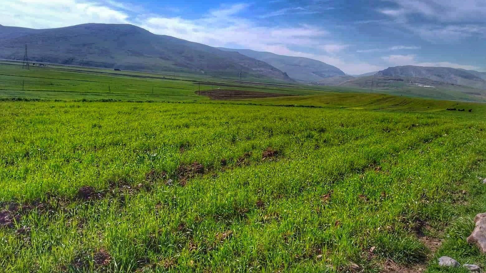 ئامادەکردنی پلانی کشتوکاڵی بۆ ڕووبەری داچێنراوی گەنم دوادەخرێت