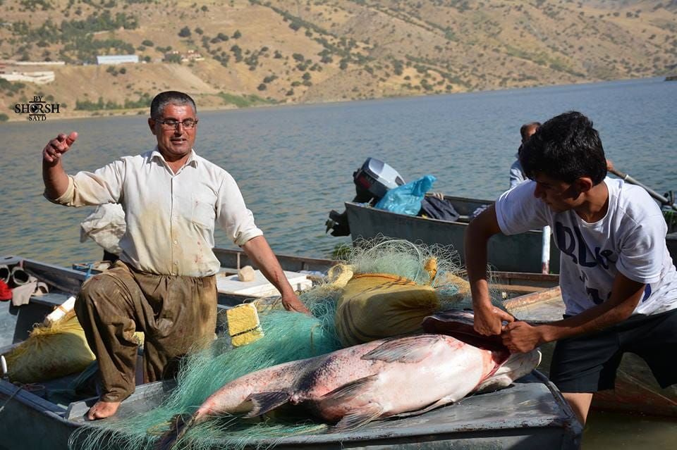 ڕاوكردنى ماسی قەدەغە دەکرێت