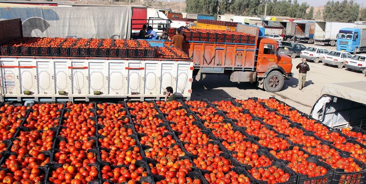 بەڕێوەبەری کشتوکاڵی هەولێر: لە نزیکترین کاتدا نرخی تەماتە دادەبەزێت