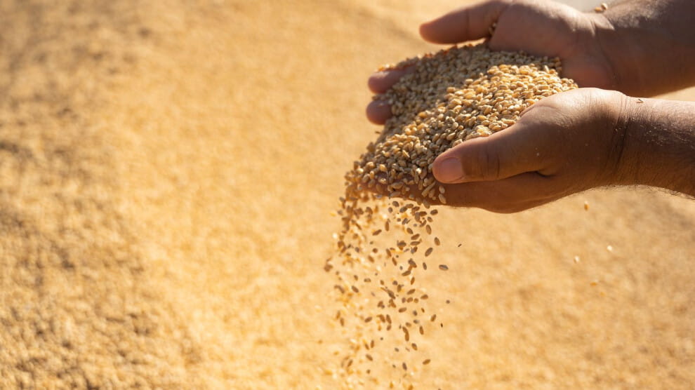 پرسی وەرگرتنی گەنمی جووتیارانی هەرێمی کوردستان یەکلایی دەکرێتەوە