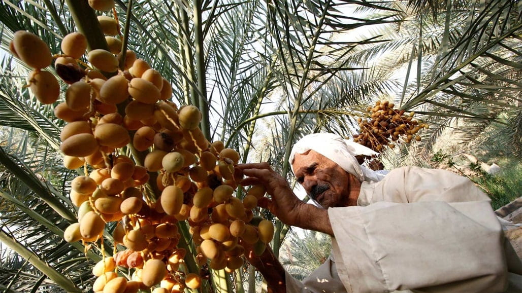 عێراق چاوی لە وەرگرتنەوەی پێشەنگییە لە بەرهەمهێنانی خورما