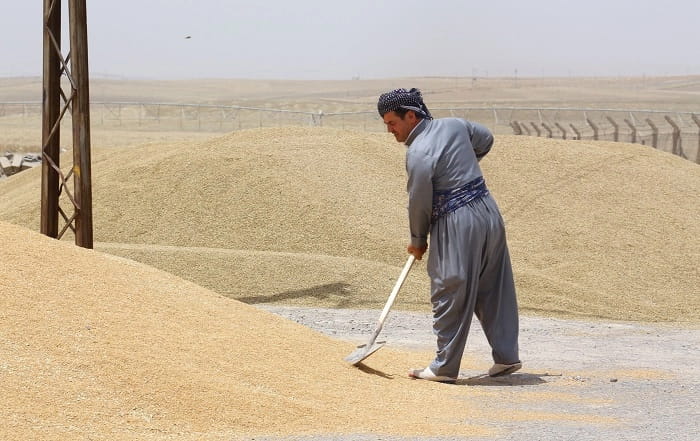 وەزارەتی بازرگانیی عێراق: ئەمساڵ نزیکەی 7 ملیۆن تۆن گەنم لە جووتیاران وەردەگرین