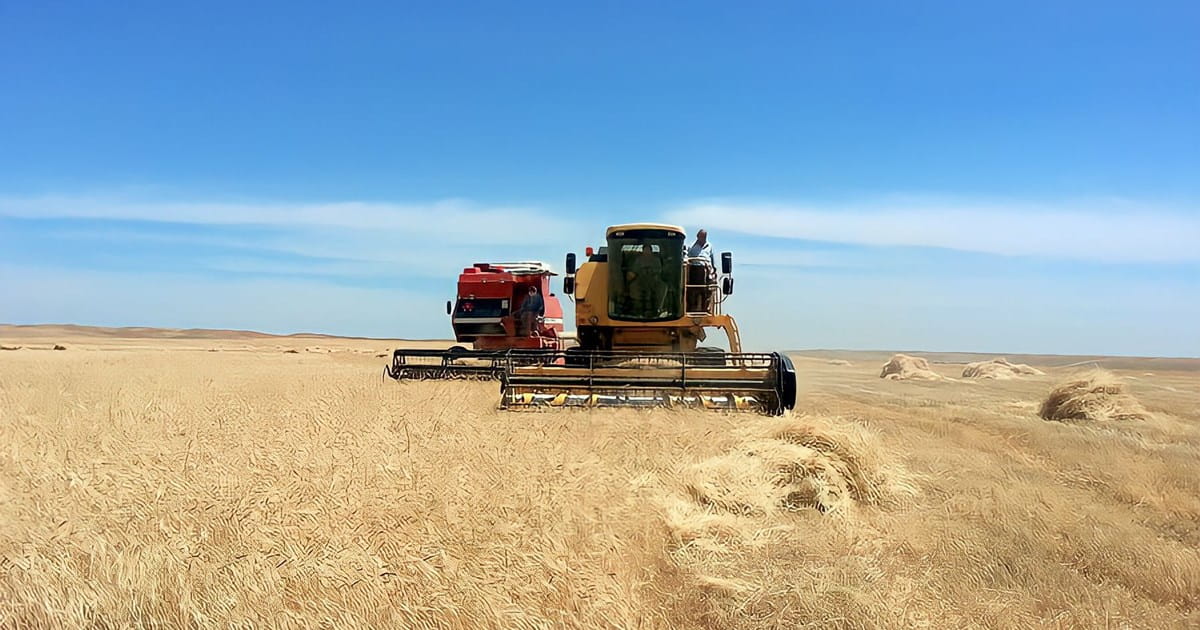 هاوردەکردنی گەنم لە خاڵەسنوورییەکانی هەرێمی کوردستان قەدەغە دەکرێت