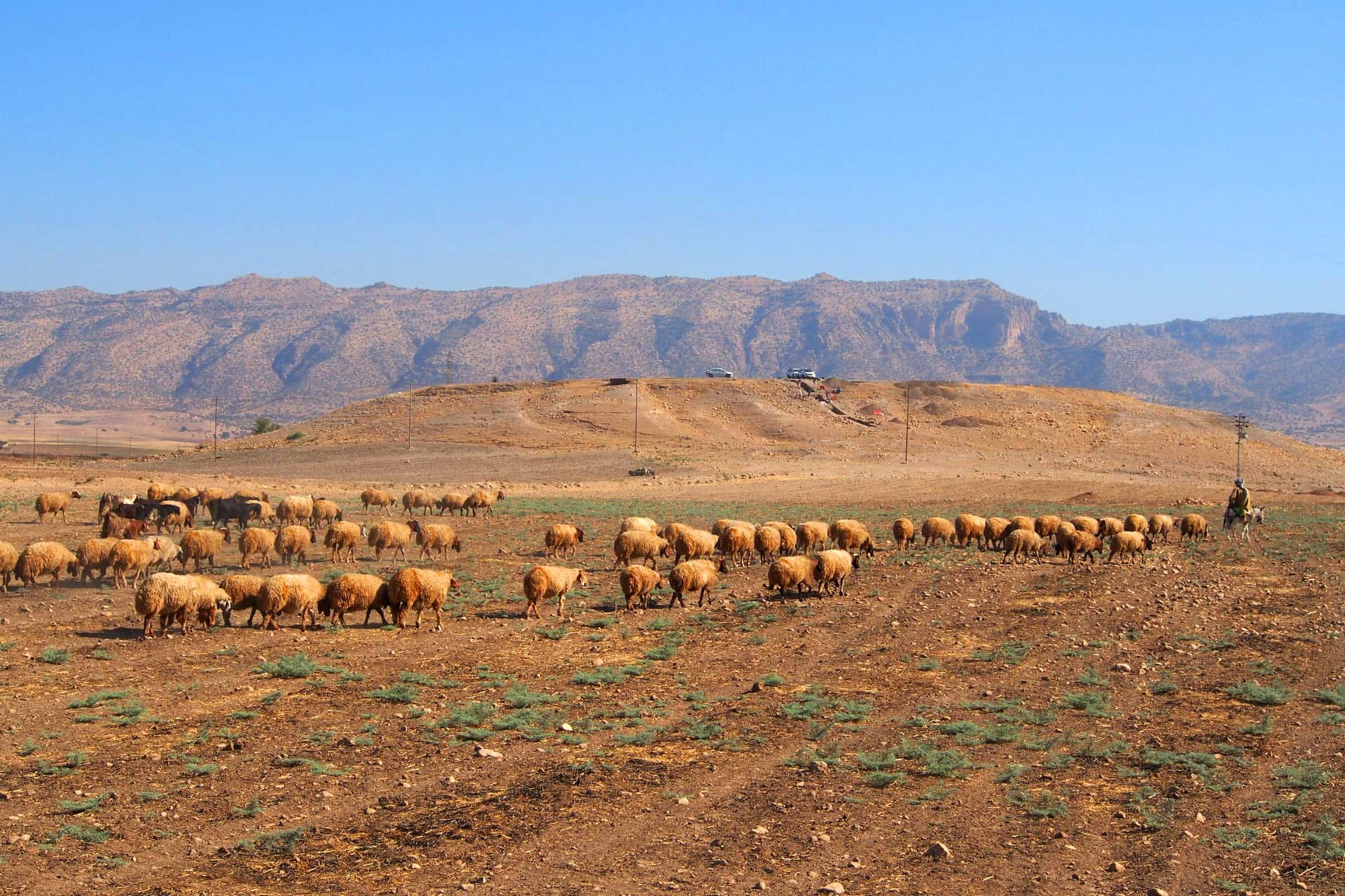 نەخۆشیی تای خوێنبەربوون چییە و چۆن خۆتی لێ دەپارێزیت؟