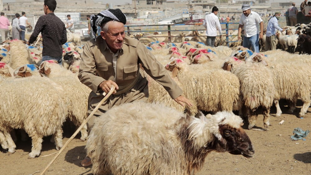 لە دەرەوەی سەربڕخانەکان ڕێگە بە قوربانیکردن نادرێت