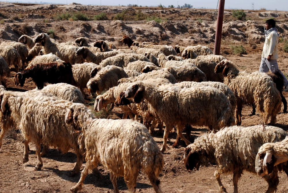 عێراق بە بەهای زیاتر لە 100 ملیۆن دۆلار مەڕوماڵاتی هاوردە کردووە